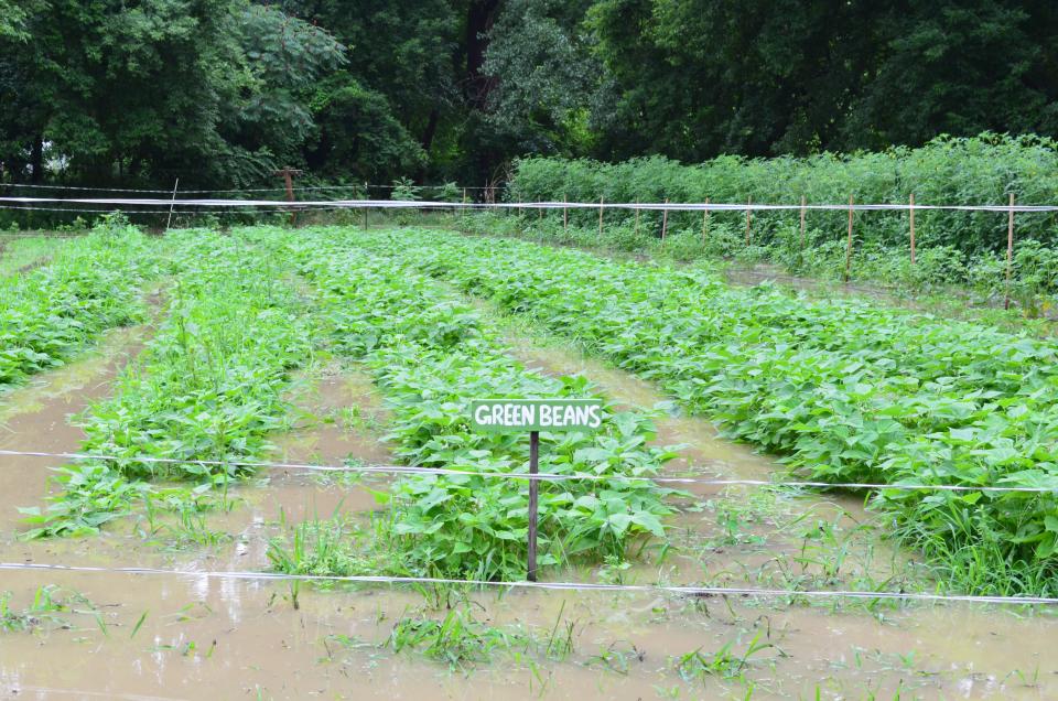 The community garden at the Intervale Center is seen flooded July 11, 2024. A sign labeling green beans sticks up from the muddy water.