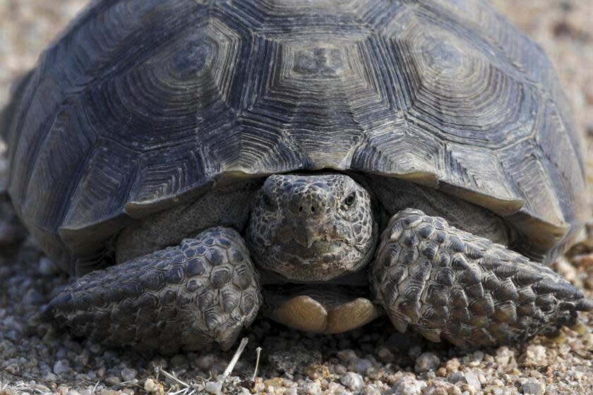 California City, CA - October 10: A desert tortoise walks in preserve Desert Tortoise Research Natural Area on Monday, Oct. 10, 2022 in California City, CA. (Irfan Khan / Los Angeles Times)