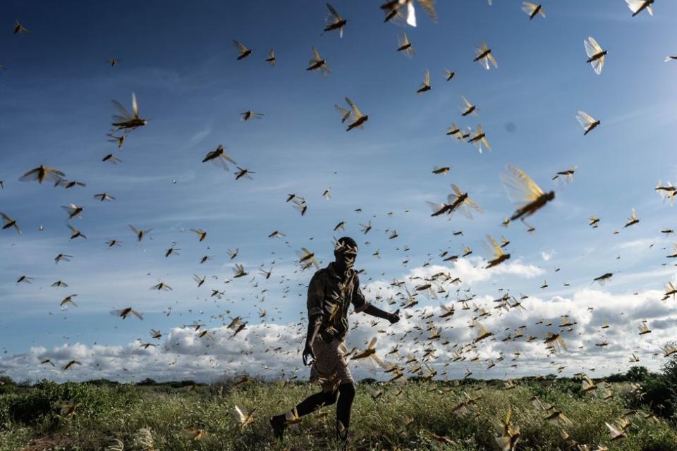 Un hombre persigue a un enjambre de langostas del desierto en el condado de Samburu, Kenia, en mayo. Miles de millones de insectos destruyeron cultivos en todo el este de África.