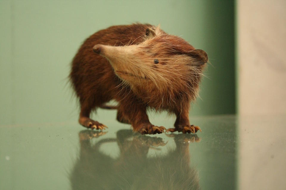 The <i>Solenodon</i> group is the closest living relative to the extinct <i>Nesophontes</i>, a small mammal that disappeared at about the time the Europeans arrived in the Caribbean islands.