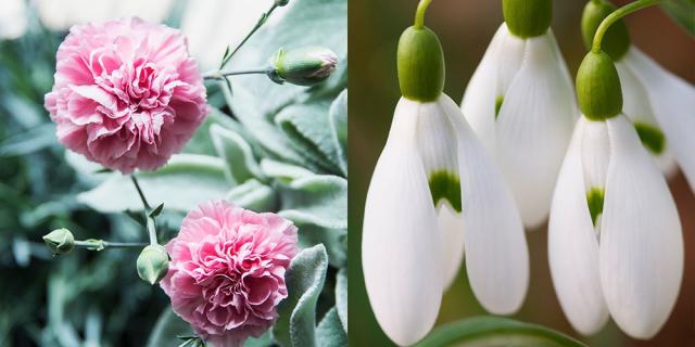 June Birth Flower - Rose and Honeysuckle - Farmers' Almanac