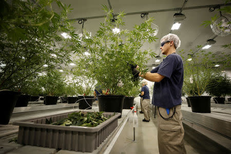 A worker collects cuttings from a marijuana plant at the Canopy Growth Corporation facility in Smiths Falls, Ontario, Canada, January 4, 2018. REUTERS/Chris Wattie