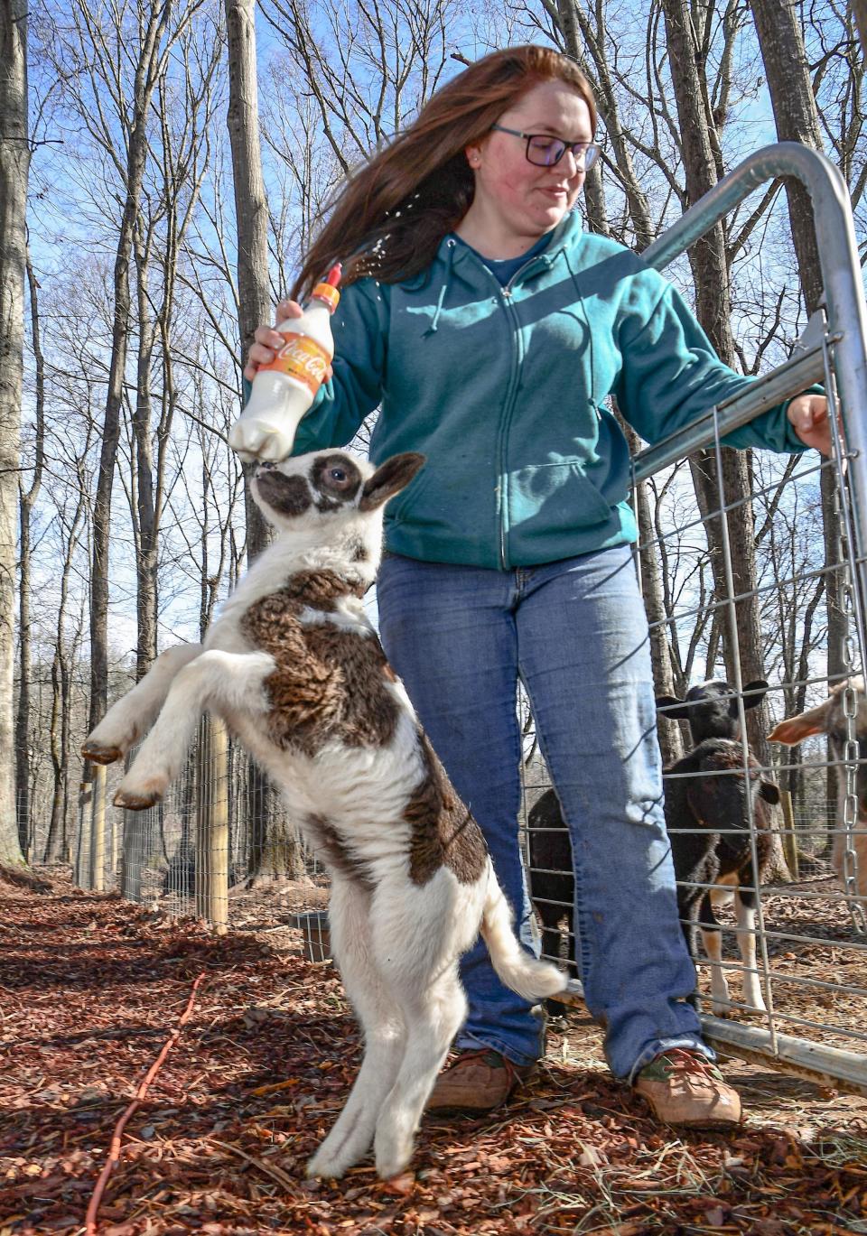 Miranda Hayes, co-owner of Ballyhoo Petting Zoo in Anderson County, gets ready to feed Scott, a baby Catan sheep in February. Hayes and he mother open the hand-on petting zoo in March.