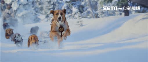 《極地守護犬》電影劇照。（圖／迪士尼提供）