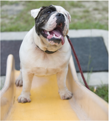 Bulldog on a Slide