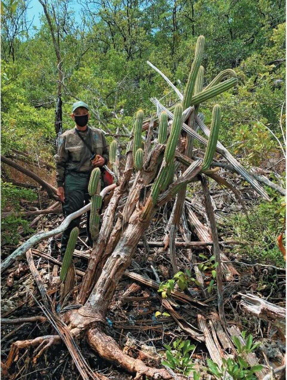 Janice Duquesnel, del Departamento de Protección Ambiental de la Florida (DEP), con la última gran mata de "Pilosocereus millspaughii" recién caída en septiembre de 2020. Puede verse agua estancada a unas pulgadas de la base de la planta.