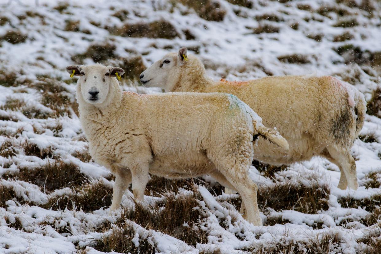 Sheep walk through snow on the Glenshane Pass in the Sperrin Mountains of County Londonderry/Derry (PA)