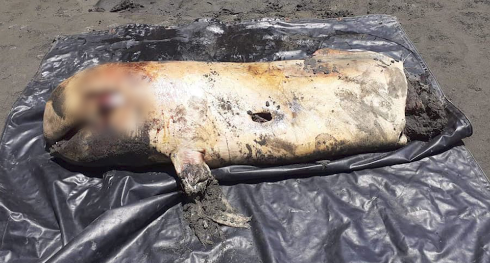 A dead creature lies on a black tarpaulin. Some of the injuries have been blurred. 