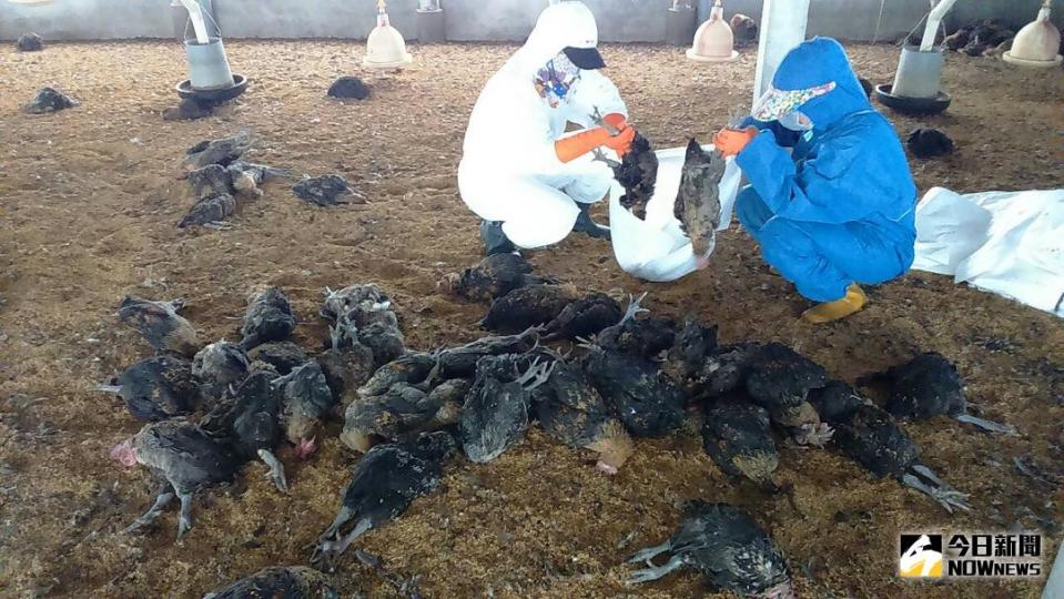 ▲大城鄉1土雞場確診為H5N2亞型高病原性禽流感，19日進行撲殺清場消毒工作。（圖／記者陳雅芳翻攝，2018.01.19）