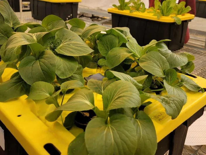 Growing leafy greens hydroponically in a plastic tote is an economical and practical way to produce food during the winter months.