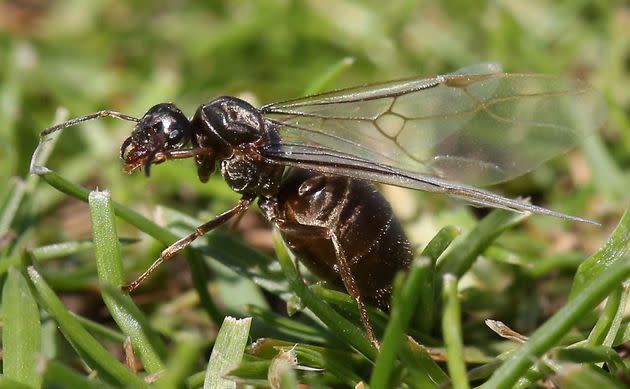 Another Flying Ant Day could soon be upon us.  (Photo: Philip Toscano - PA Images via PA Images via Getty Images)