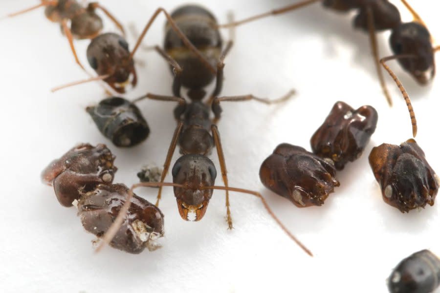 La curiosa estrategia de caza de las hormigas coleccionistas de cráneos