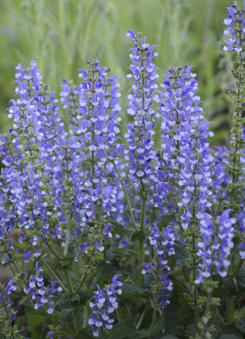 Color Spires Azure Snow is an eye-catching salvia with blue and white flowers.