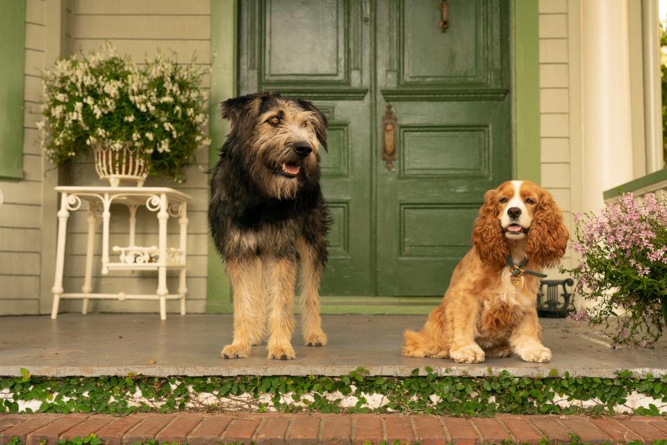 Streetwise mutt Tramp (voiced by Justin Theroux) shows sheltered cocker spaniel Lady (Tessa Thompson) an epic adventure in the new Disney+ film "Lady and the Tramp."