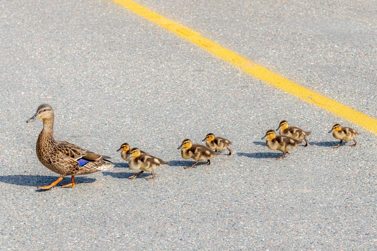 mother duck leading a trail of ducklings across the street