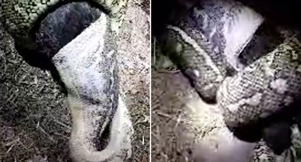 The python’s jaw fully opens as it feasts on the chicken in a Clagiraba barn on the Gold Coast. Source: Facebook/ Gold Coast and Brisbane Snake Catcher