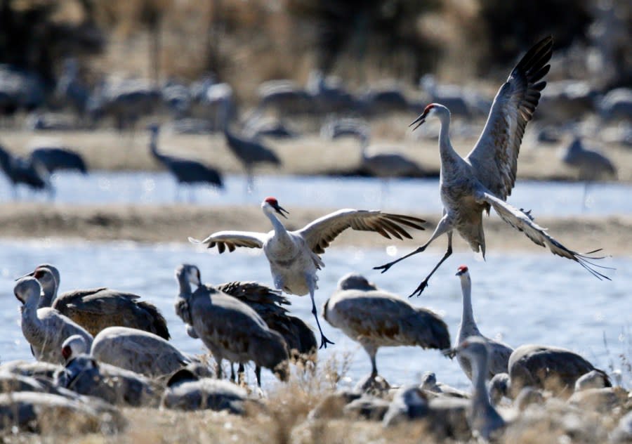 In this March 15, 2018 image, sandhill cranes dance near Gibbon, Neb. Huge numbers of sandhill cranes stop in the Platte River basin for rest and food before resuming their migration north. (AP Photo/Nati Harnik)