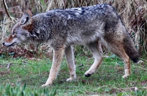 This coyote was photographed by a walker in Vancouver's Stanley Park in April. (Bernie Steininger - image credit)