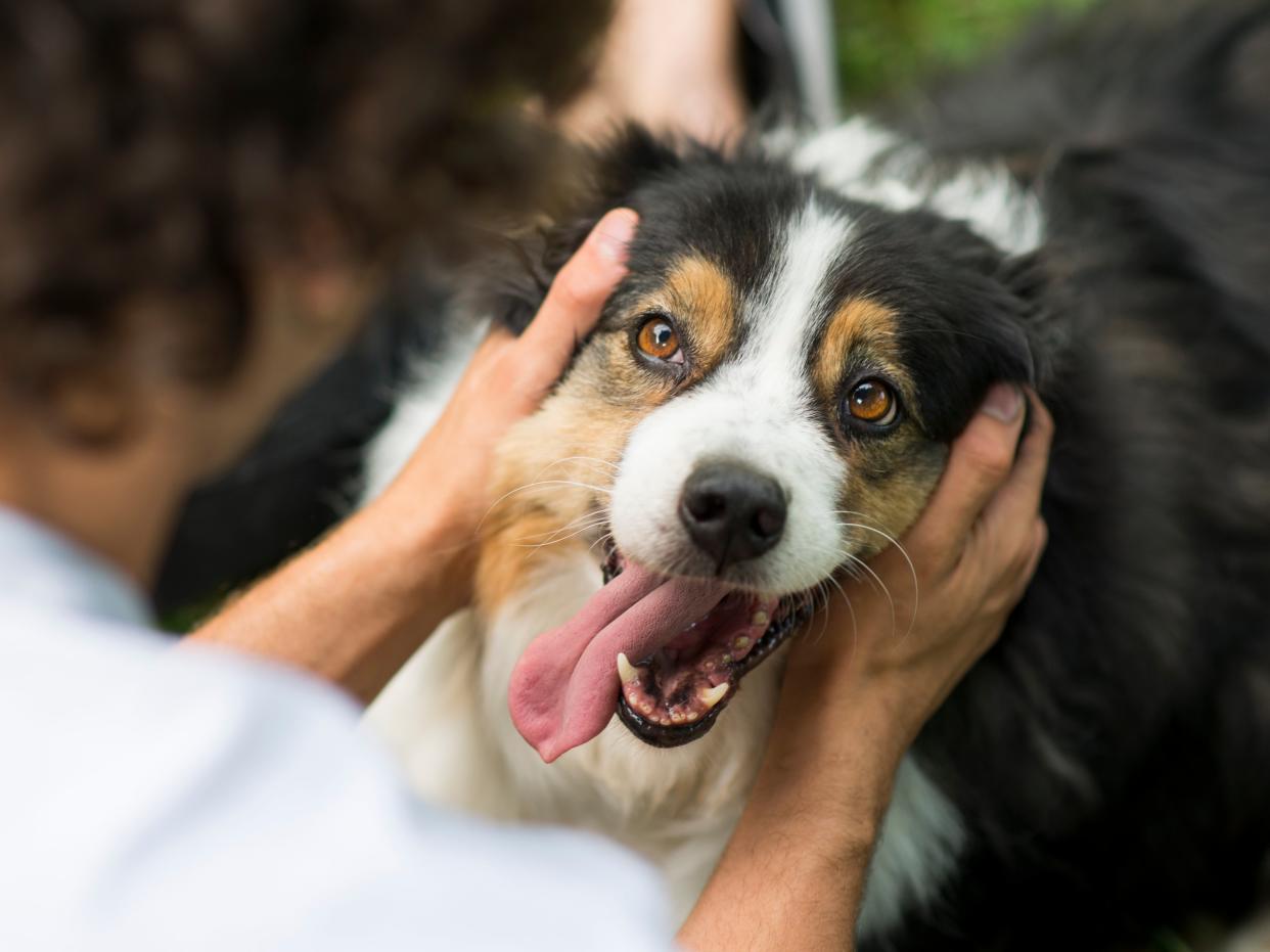 A study by scientists at the University of Liverpool found adult hospital admissions for dog bites have tripled in England in the last 20 years. (iStock/Getty Images)