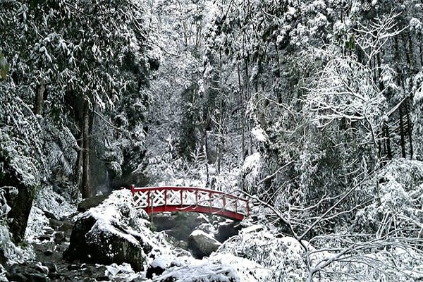 馬武督森林造橋雪景，雪白如神話故事般的奇景 (圖／綠光小學馬武督探索森林)