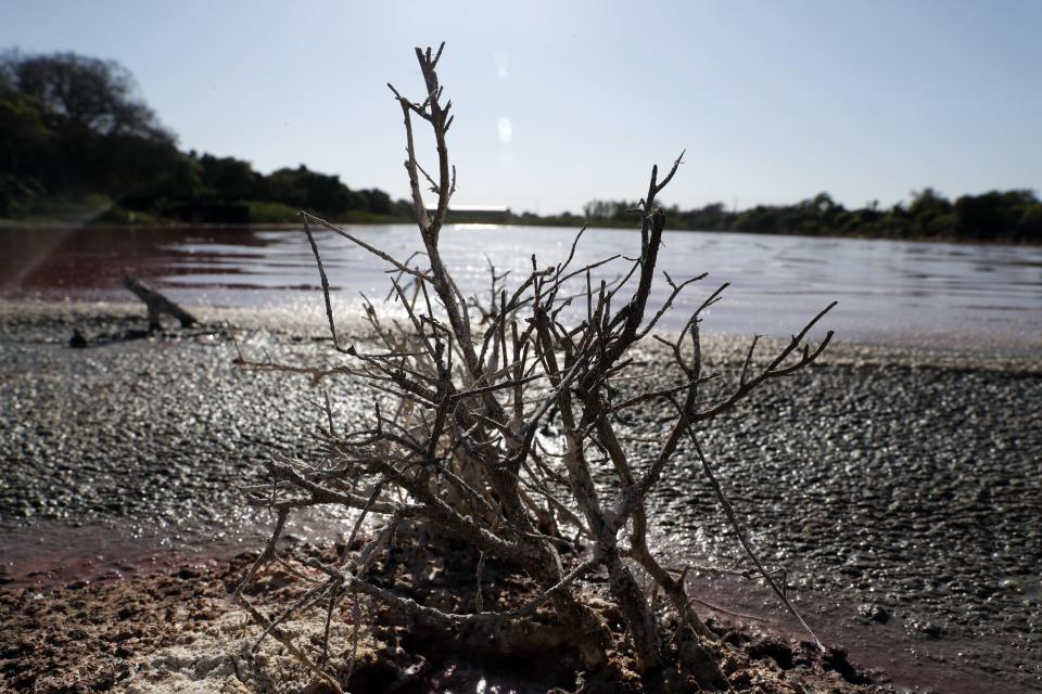 Una planta muerta yace en la orilla de la laguna Cerro, en Limpio, Paraguay, el miércoles 5 de agosto de 2020, cerca de donde se encuentra una curtiduría corriente arriba. . (AP Foto/Jorge Saenz)