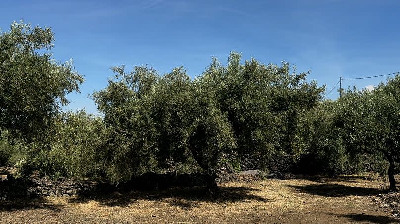 Olive trees, Belpasso, Province of Catania, May 2024.