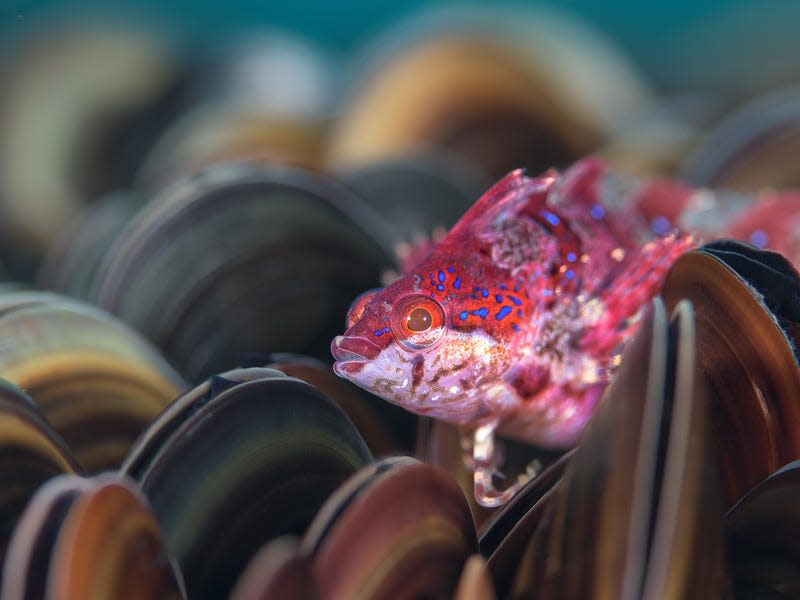 A Bluespotted klipfish amid invasive mussels off South Africa.