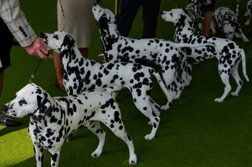 The 148th Annual Westminster Kennel Club Dog Show presented by Purina Pro Plan at the USTA Billie Jean King National Tennis Center on Monday, May 13, 2024 in New York City.