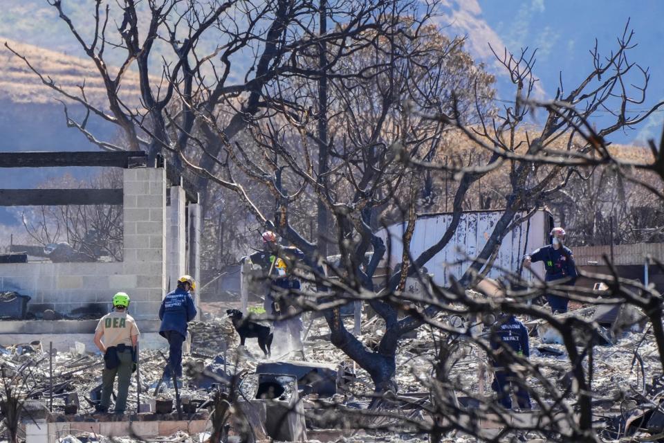 Emergency responders and cadaver dogs are seen searching through burned cars and homes for human remains in Lahaina, Hawaii, on Aug. 18. At least 114 people died in the Aug. 8 fire, making it the deadliest U.S. wildfire of the past century.