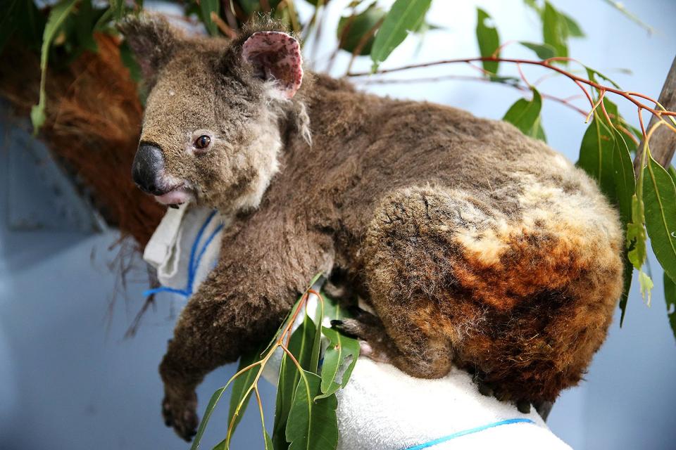 A female koala, named Anwen, recovers from burns at The Port Macquarie Koala Hospital on Nov. 29, 2019, in Port Macquarie, Australia.