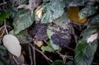 Traces of crude oil from a pipeline are seen on vegetation on the banks of the Napo River in the Ecuadorian Amazon