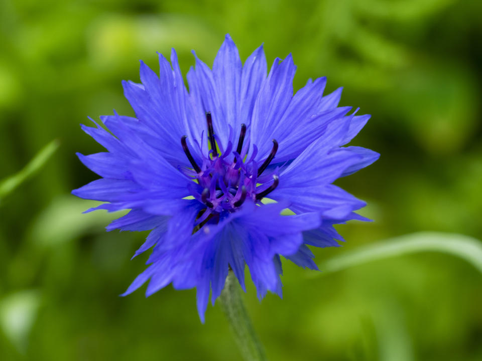 Centaurea cyanus, cornflower, Cornwall, UK. (Photo by: Nik Taylor/Education Images/Universal Images Group via Getty Images)