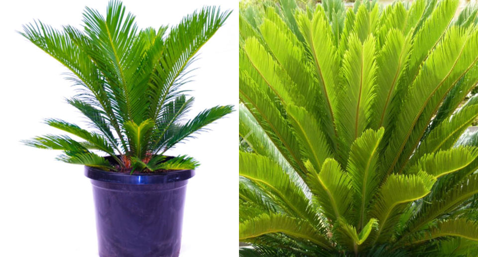 Photo of sago palms available from Australian retailers including Bunnings (left) and Flower Power (right). 