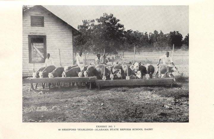 Children at the Alabama Reform School for Juvenile Negro Law Breakers, later the Alabama Industrial School for Negro Children, tend the campus' dairy cows in this photo from the school's 1945 annual report.
