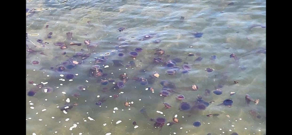 Large swarms of jellyfish don't usually arrive until late August, according to an aquatic science biologist with the Department of Fisheries and Oceans. (Sheehan Desjardins/CBC News - image credit)