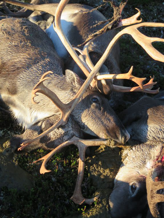 Dead reindeer after the lightning strike.