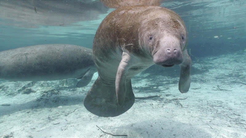 A manatee in the Crystal River National Wildlife Refuge.