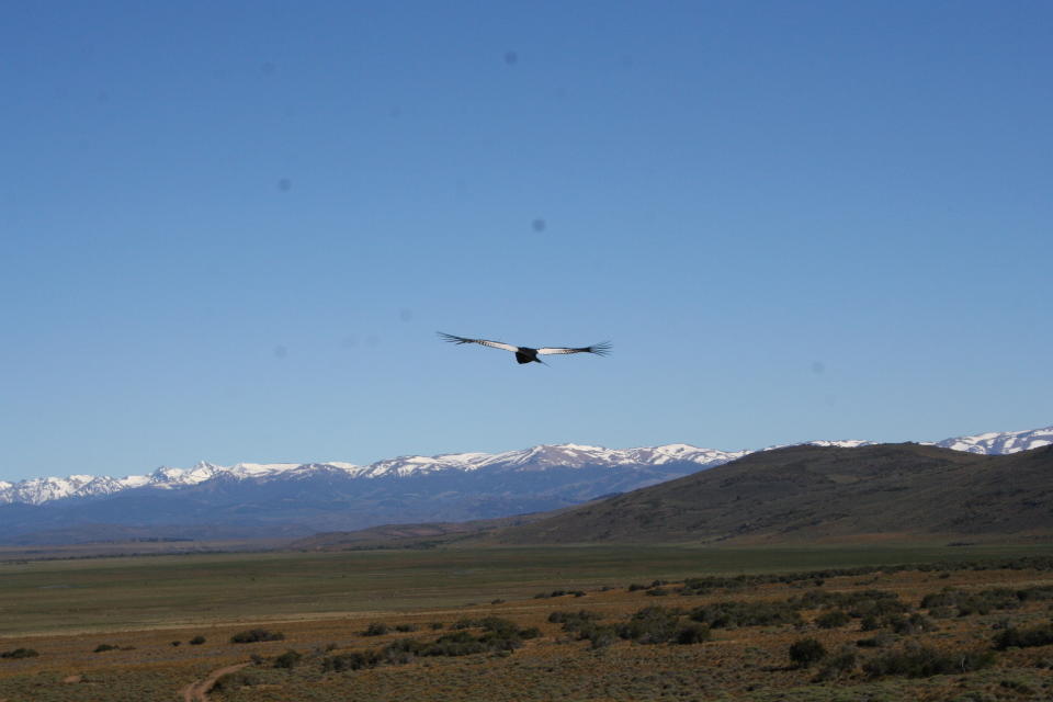 Condor above horizon/Submitted