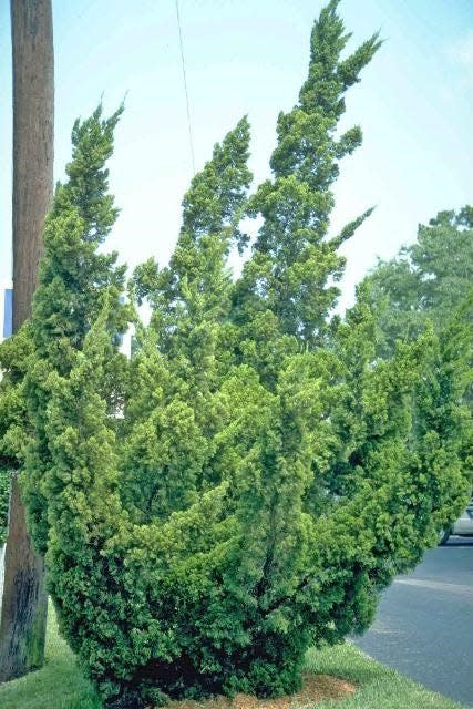 Torulosa junipers grow in unique shapes without pruning. Photo by Ed Gilmer, UF/IFAS.