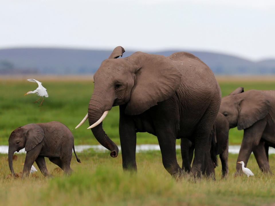 african elephants