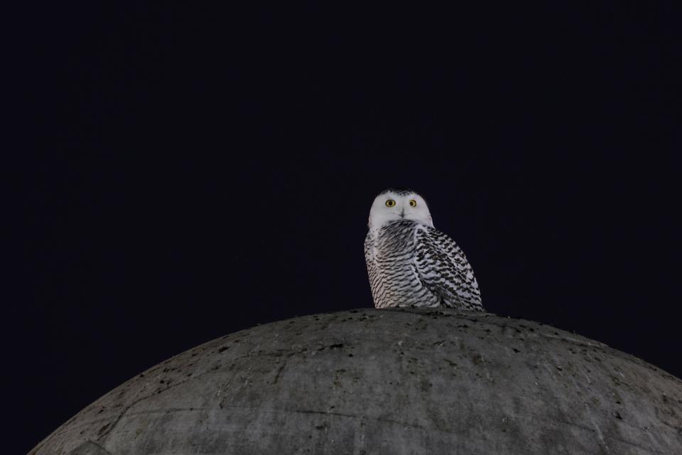 A snowy owl sits on top of the Christopher Columbus Memorial Fountain near Union Station in Washington, D.C., on Jan. 12, 2022