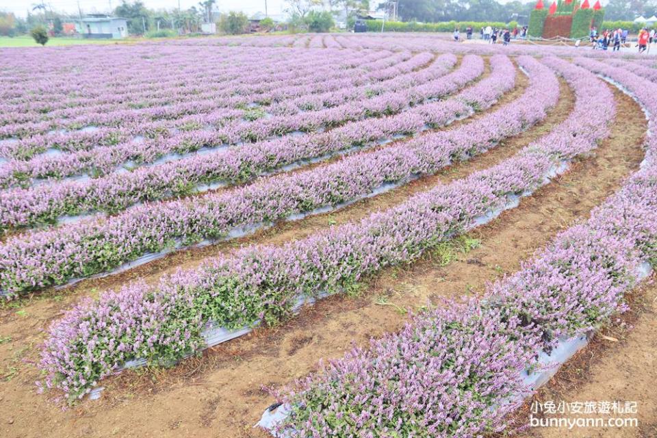 仙草花像極了普羅旺斯紫色花海（圖片來源：Yahoo奇摩旅遊駐站達人 小兔小安旅遊札記）