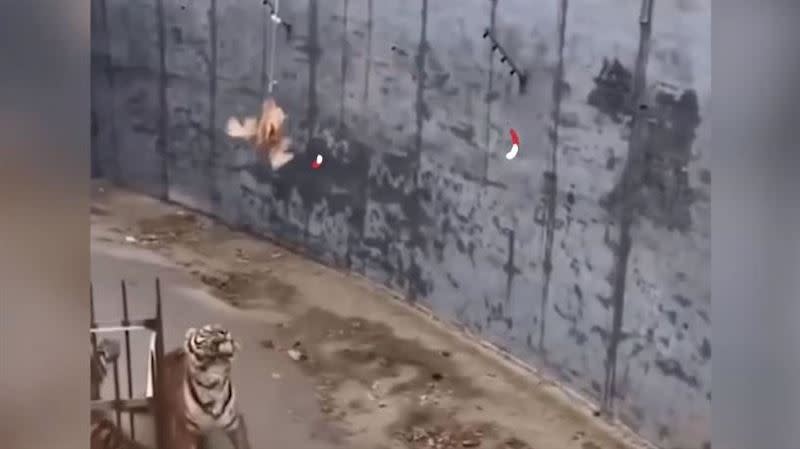 遊客帶雞到動物園釣老虎。（圖／翻攝自人民網微博）