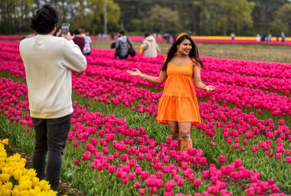 Eastern Daily Press: A woman poses for a picture in the tulip fields