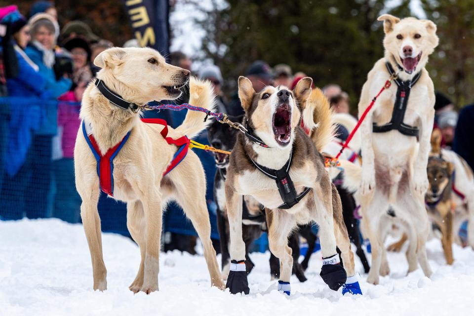 Idaho Sled Dog Challenge in 2018.