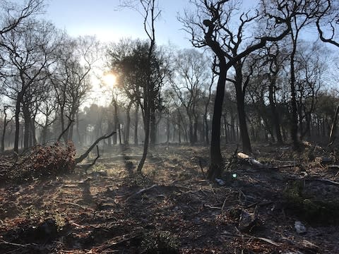 Woodland near Sutton Coldfield - Credit: getty