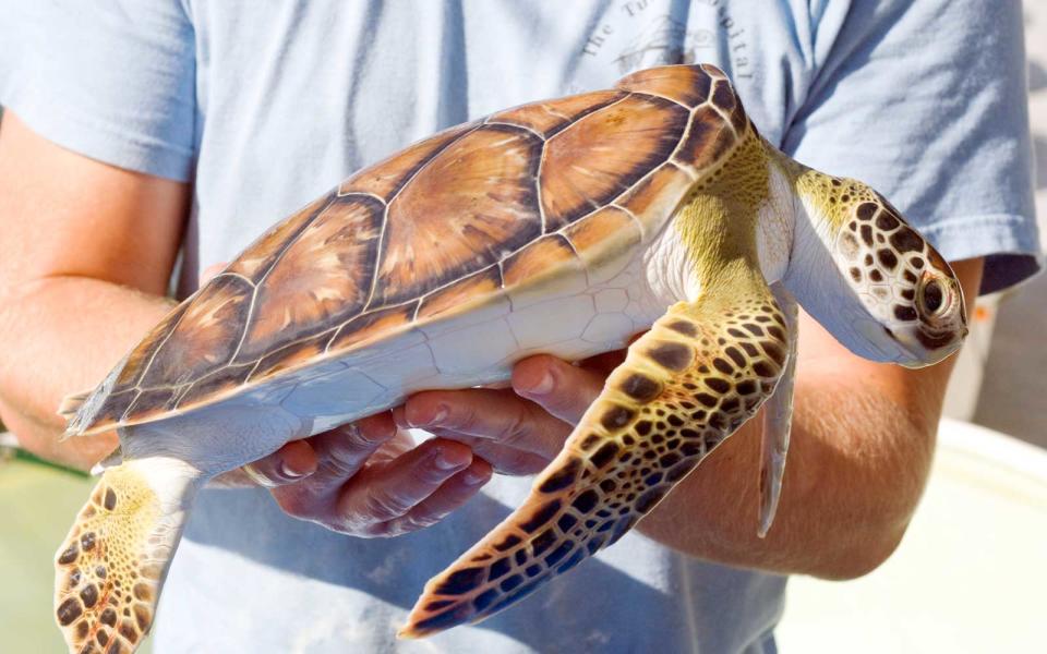 Loggerhead Turtles in Florida