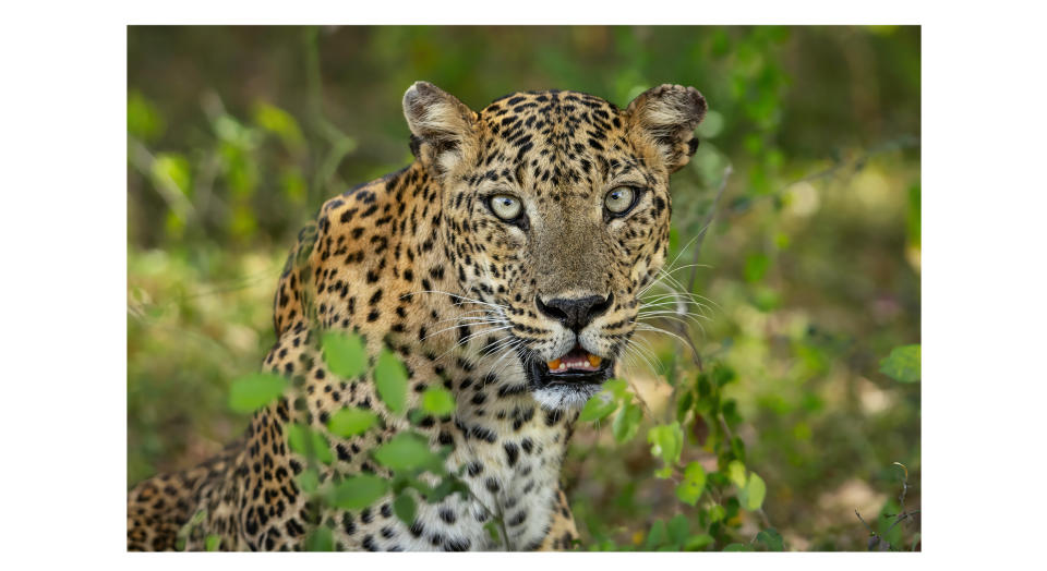 A Sri Lankan leopard, photographed by Kevin Dooley