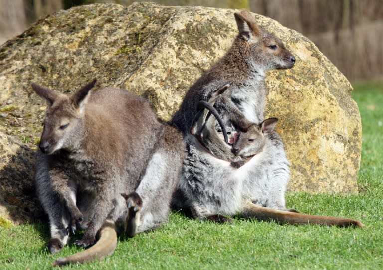 The red-necked Bennett's wallabies, which look similar but are much smaller than kangaroos, are originally from Tasmania