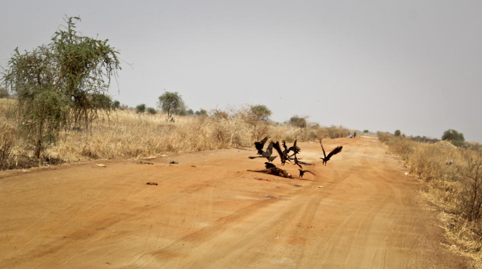 In this photo taken Wednesday, Feb. 26, 2014, birds feed on a corpse left in the middle of a road leading from the airport to the United Nations camp which has become home to thousands of displaced people in Malakal, South Sudan. A week ago forces loyal to former vice president Riek Machar retook Malakal in a bloody assault that forced the government army to make what it labeled a tactical withdrawal, while Human Rights Watch said Thursday that both government and rebel forces are responsible for serious abuses that may amount to war crimes for atrocities committed in Malakal and Bentiu, another capital of an oil-producing state, despite a cease-fire signed in January. (AP Photo/Ilya Gridneff)